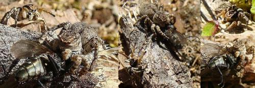 Aelurillus v-insignitus