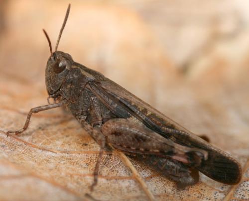 Aiolopus strepens