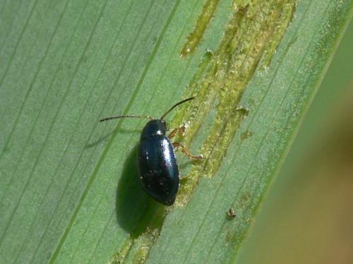 Réf. 43 643 : Aphthona nonstriata