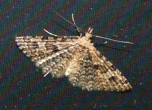 Alucita hexadactyla