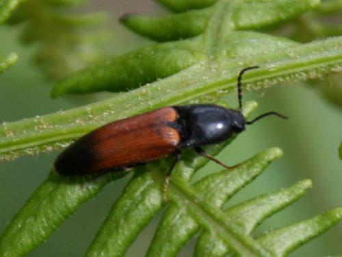 Ampedus sp.