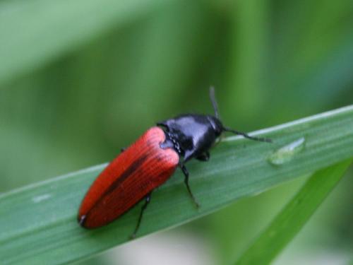 Ampedus sp.