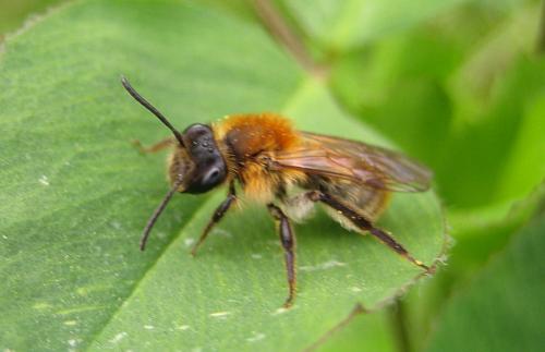 Réf. 43 153 : Andrena sp.