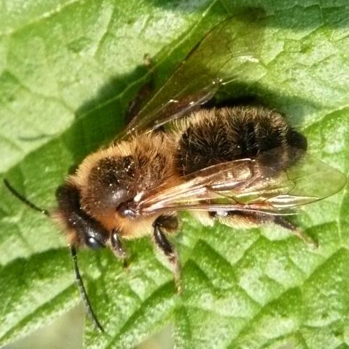 Andrena sp.