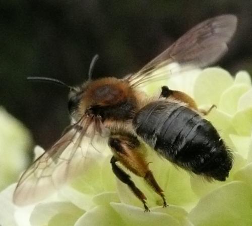 Andrena tibialis