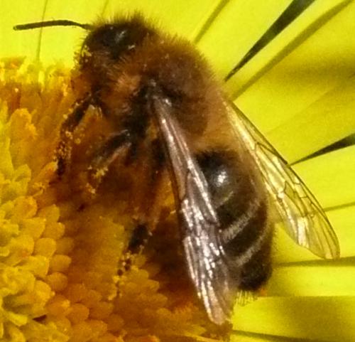 Andrena sp.