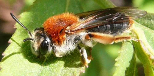 Andrena haemorrhoa