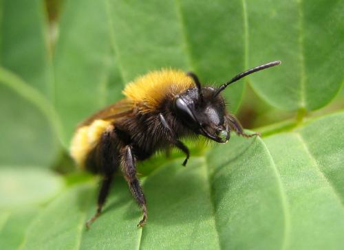 Andrena fulva