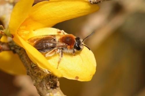Andrena haemorrhoa