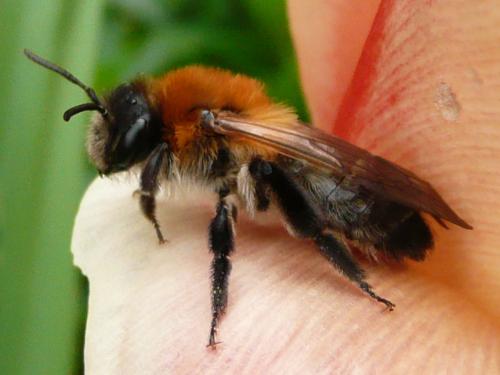Andrena nitida