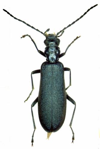Ischnomera sp.
