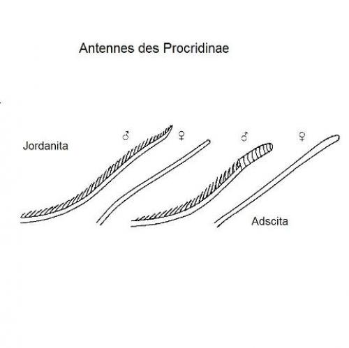 Procridinae divers