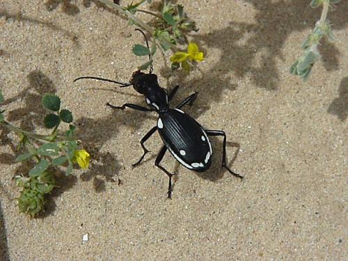 Réf. 43 796 : Termophilum sexmaculatum