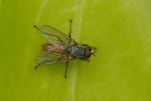 Réf. 43 624 : Pegomya sp.