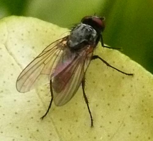 Pegomya sp.