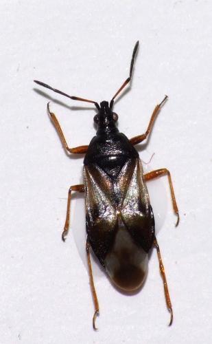 Réf. 43 919 : Anthocoris nemorum