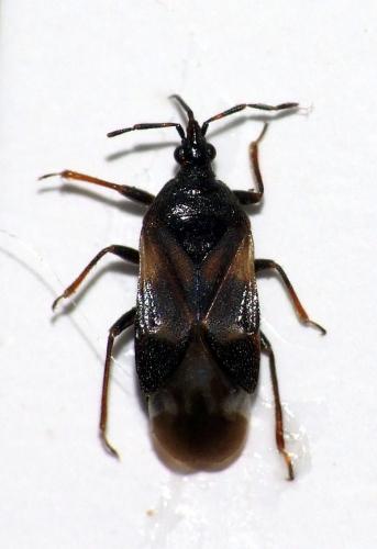 Réf. 43 920 : Anthocoris nemoralis