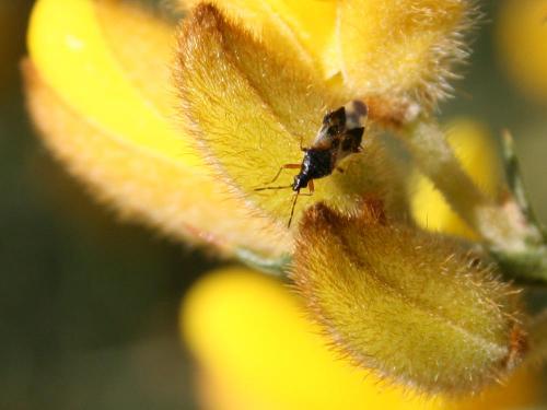 Anthocoris nemorum