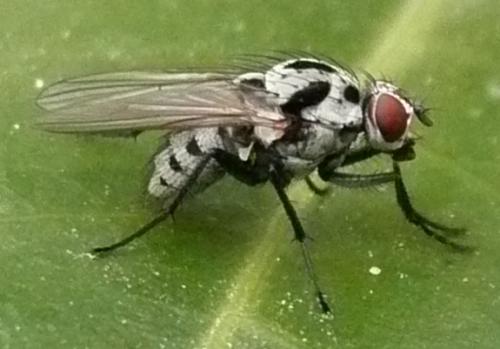 Réf. 43 519 : Anthomyia sp.