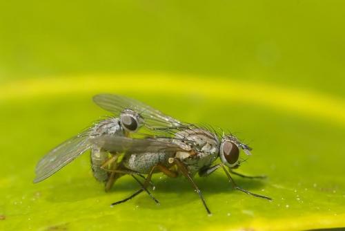 Coenosia sp.