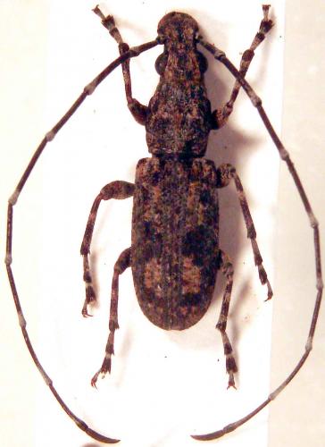 Decataphanes sp.