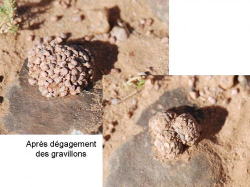 Réf. 43 103 : Katamenes sp.