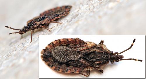 Aradus sp.