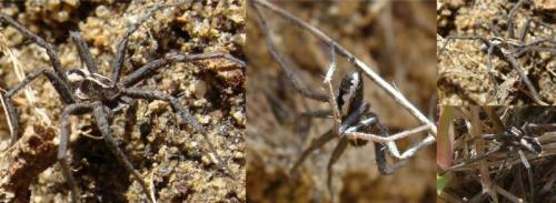 Thanatus sp.