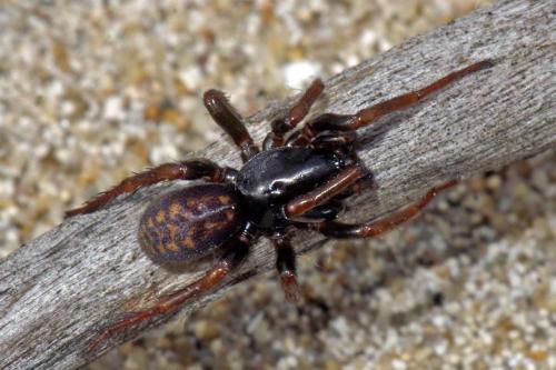 Réf. 43 717 : Selamia reticulata