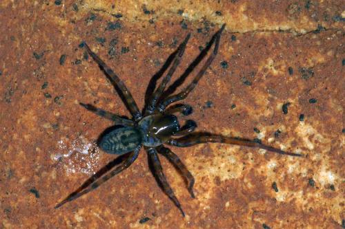 Réf. 43 628 : Amaurobius sp.