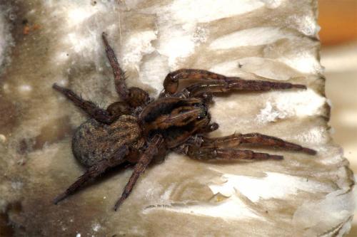 Réf. 43 719 : Trochosa sp.