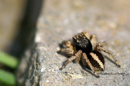 Aelurillus v-insignitus