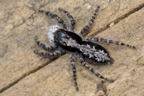 Menemerus sp.