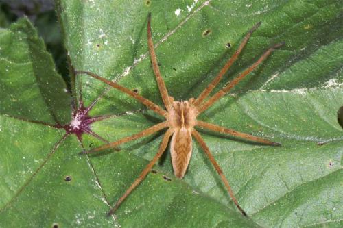 Réf. 43 546 : Pisaura mirabilis
