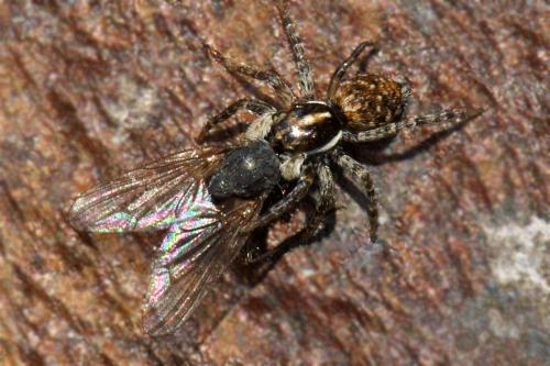 Menemerus semilimbatus