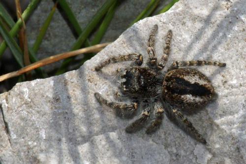 Philaeus chrysops