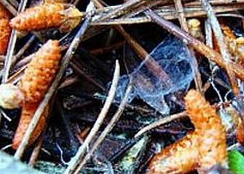 Liophrurillus flavitarsis