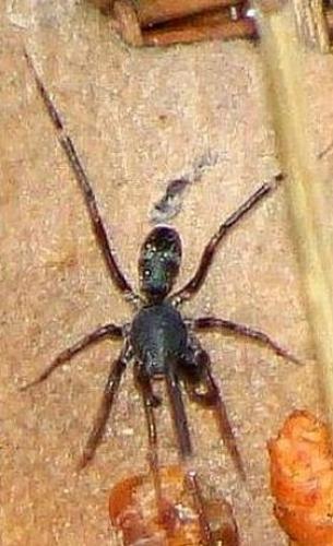 Liophrurillus flavitarsis