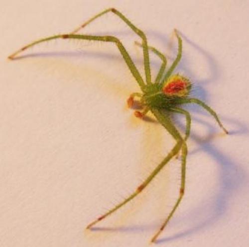 Heriaeus sp.