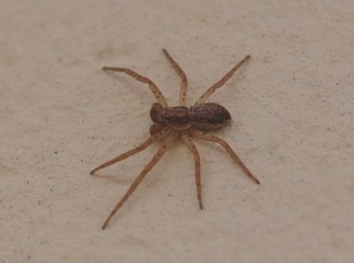 Philodromus dispar