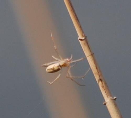 Tetragnatha sp.