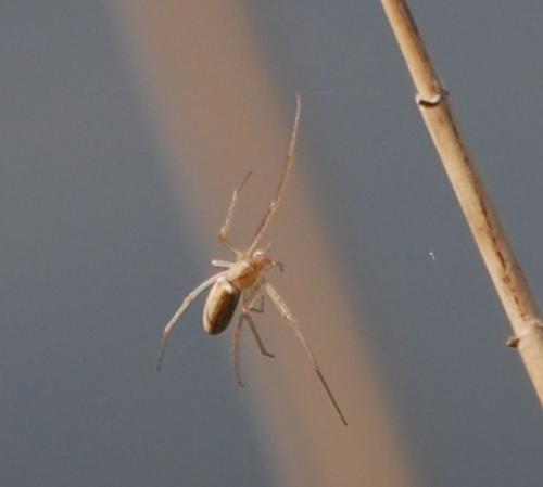 Tetragnatha sp.