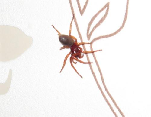 Dysdera sp.