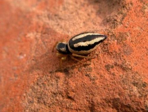 Réf. 43 955 : Heliophanus melinus
