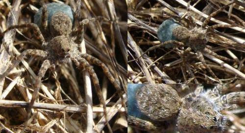 Pardosa sp.