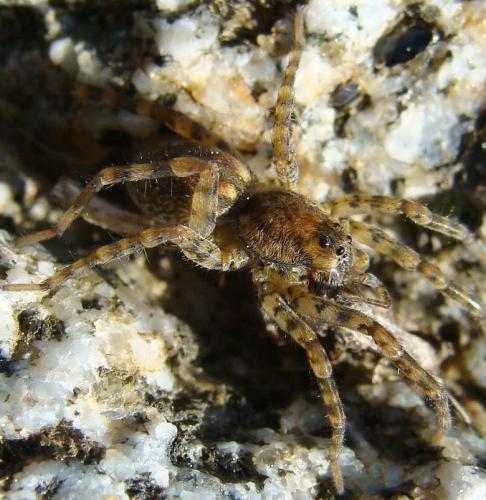 Arctosa perita