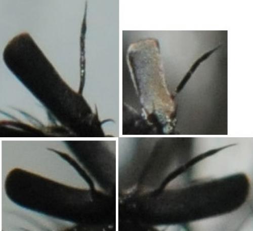 Réf. 43 854 : Triarthria setipennis