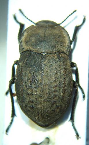 Asida sp.