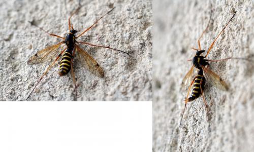 Ctenophora flaveolata