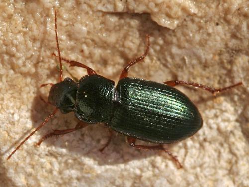 Réf. 43 121 : Ophonus azureus